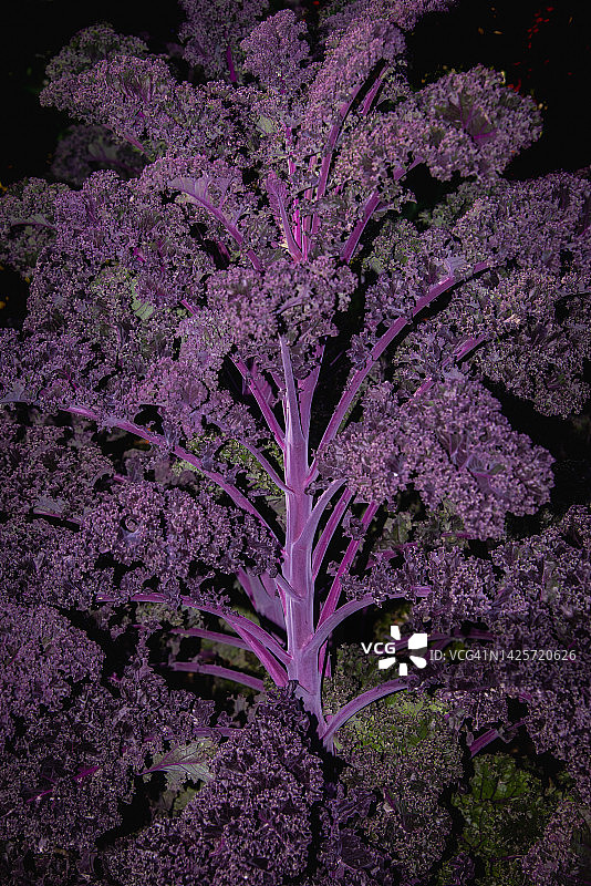 观赏羽衣甘蓝图片素材