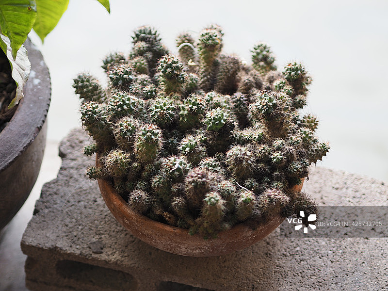 秘鲁天轮柱仙人掌图片素材