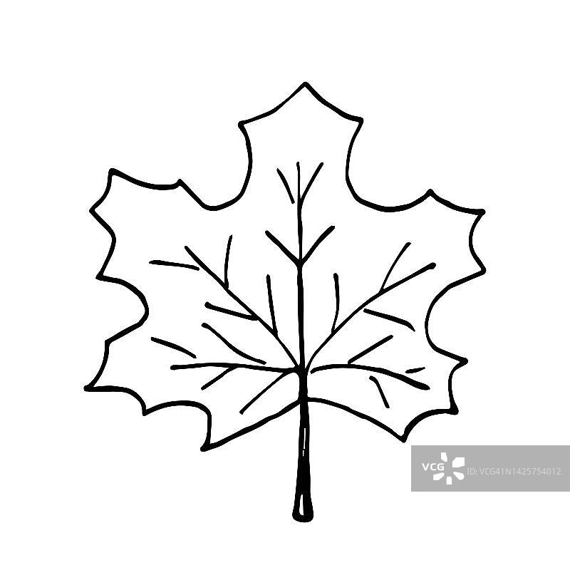 黑色线条矢量图：白色背景上的枫叶图片素材