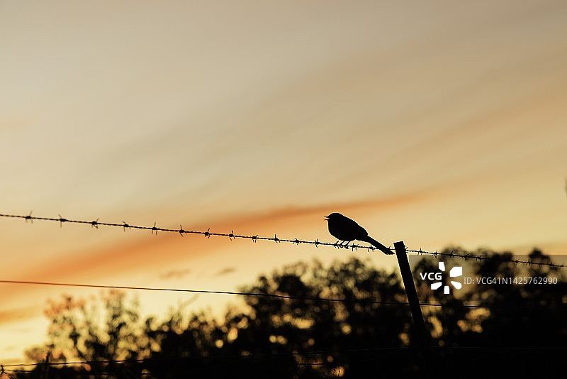 带刺铁丝网上的鸟图片素材