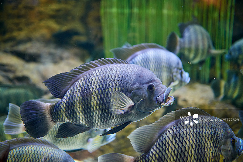 罗非鱼特写图片素材