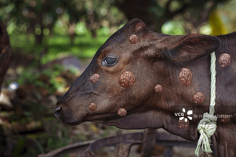 羊痘病毒：结节性皮肤病病毒图片素材