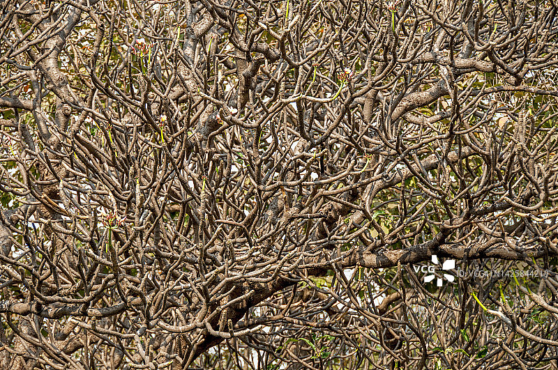 鸡蛋花树枝图片素材