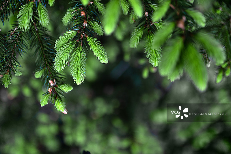 年轻云杉树枝背景图片素材