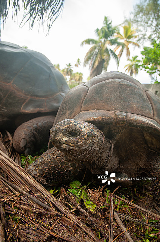 塞舌尔巨龟（Aldabrachelys gigantea hololissa）， 德罗什岛，塞舌尔图片素材