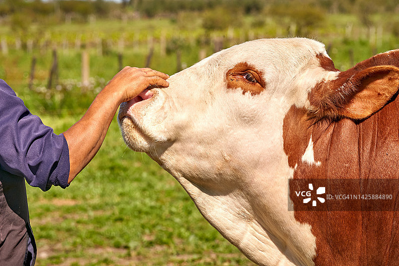 人物爱抚奶牛的特写图片素材