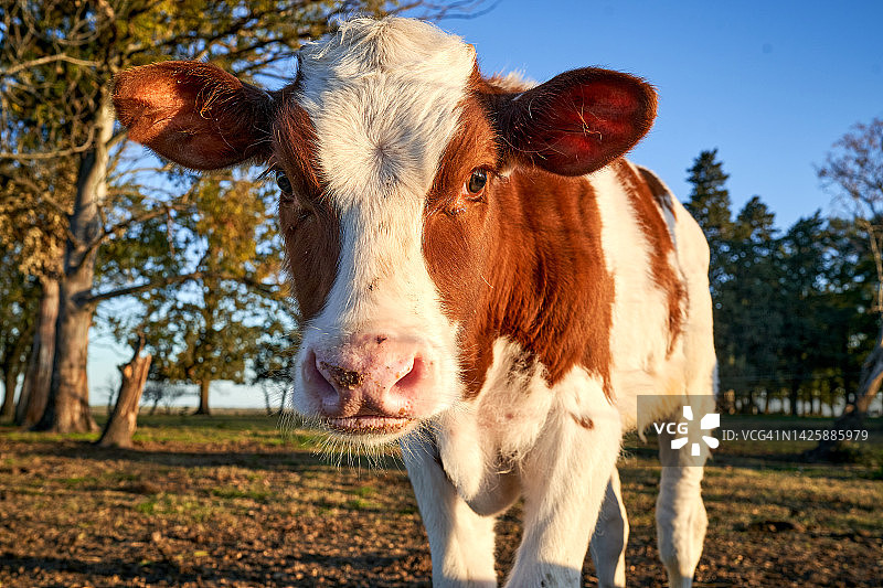 好奇的奶牛小牛肖像图片素材
