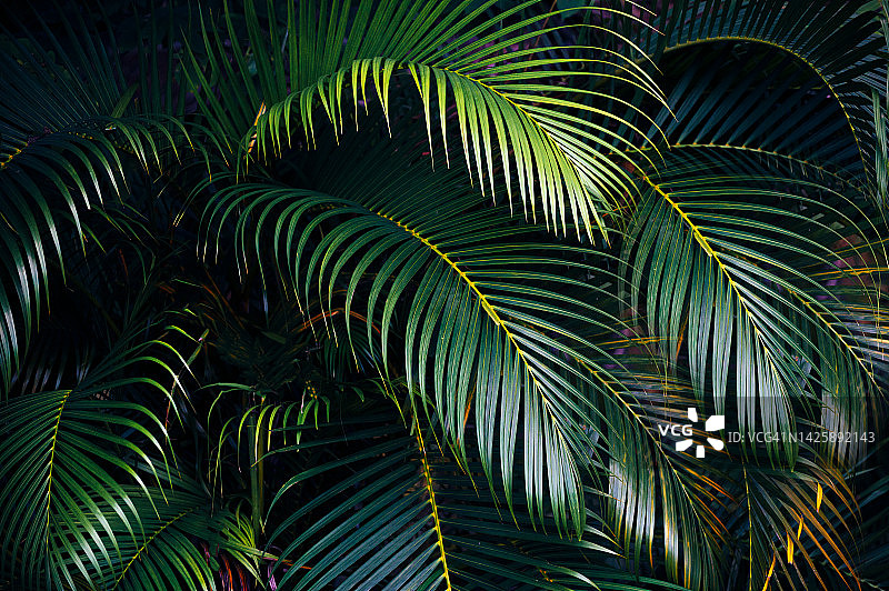 热带树叶，热带森林中清新的树叶，椰子树叶呈深色植物色调图片素材