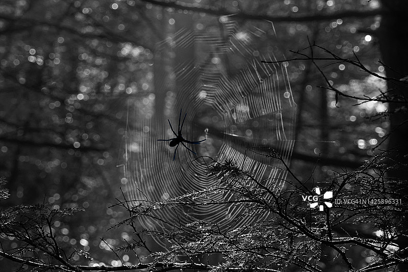 在蜘蛛网上爬行的恐怖蜘蛛图片素材