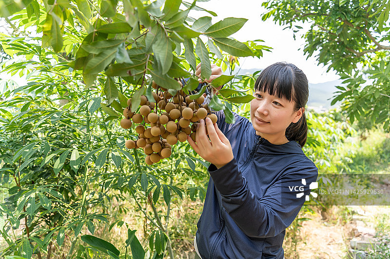 亚洲女农民用剪刀采摘龙眼图片素材