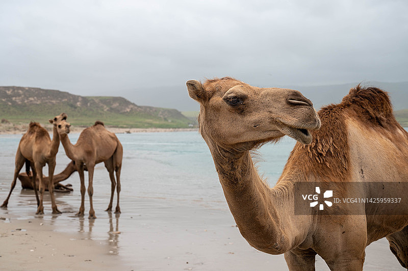 阿曼萨拉拉科尔罗里海滩上的骆驼图片素材