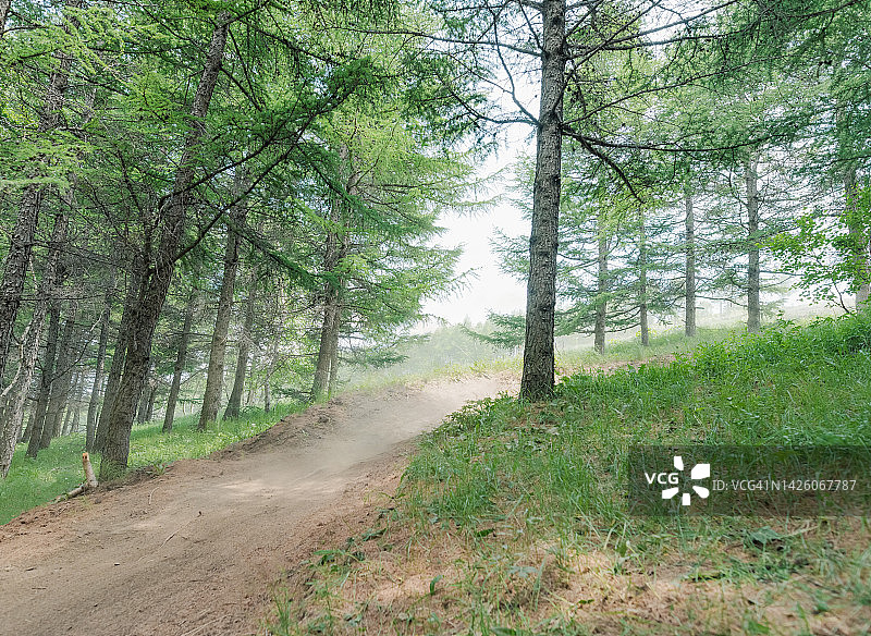 穿过树林的土路图片素材