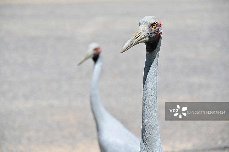 澳大利亚昆士兰州的两只澳洲鹤湿地鸟图片素材