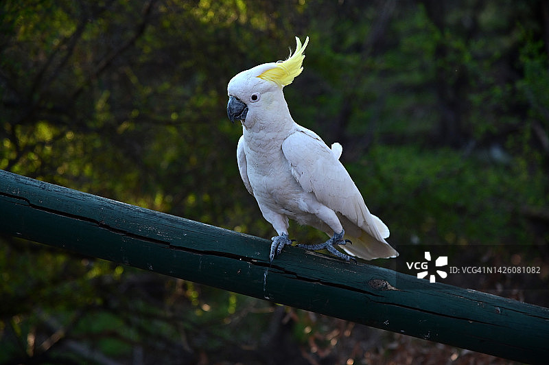 伞与白色凤头鹦鹉图片素材