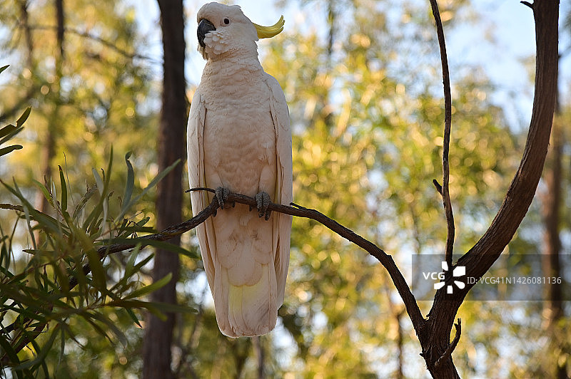 伞与白色凤头鹦鹉图片素材