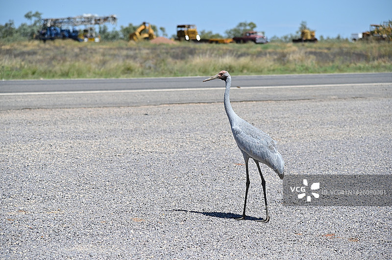 澳大利亚昆士兰的一只澳洲鹤湿地鸟图片素材