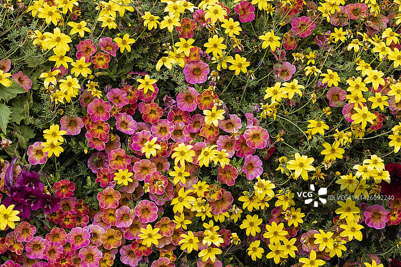 大自然的调色板-花卉002图片素材