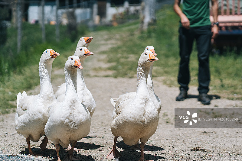 一群鹅在路上摇摇摆摆地走图片素材