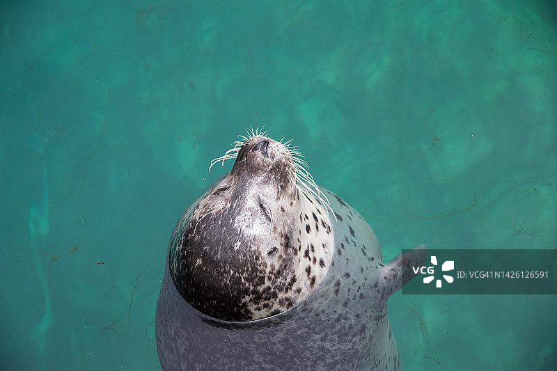 西班牙海中探出身子的海豹特写图片素材