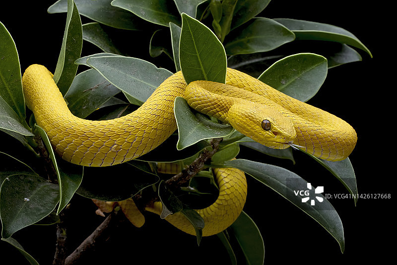 印尼树枝上的白唇蝮蛇特写图片素材