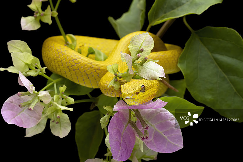 印尼树枝上的白唇蝮蛇特写图片素材
