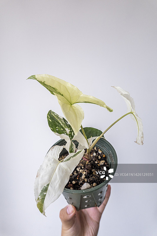 手持合果芋图片素材