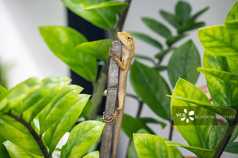 栖息在观赏花园里的小蜥蜴图片素材