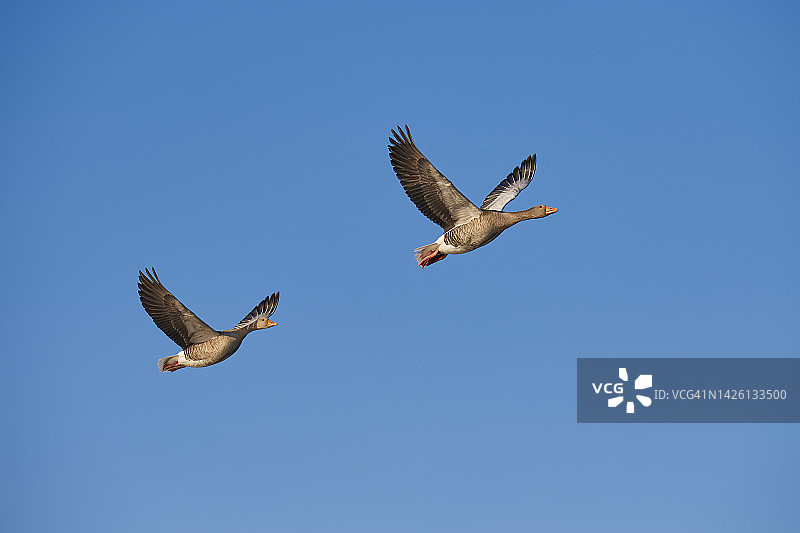 飞行中的两只灰雁（Anser anser）图片素材