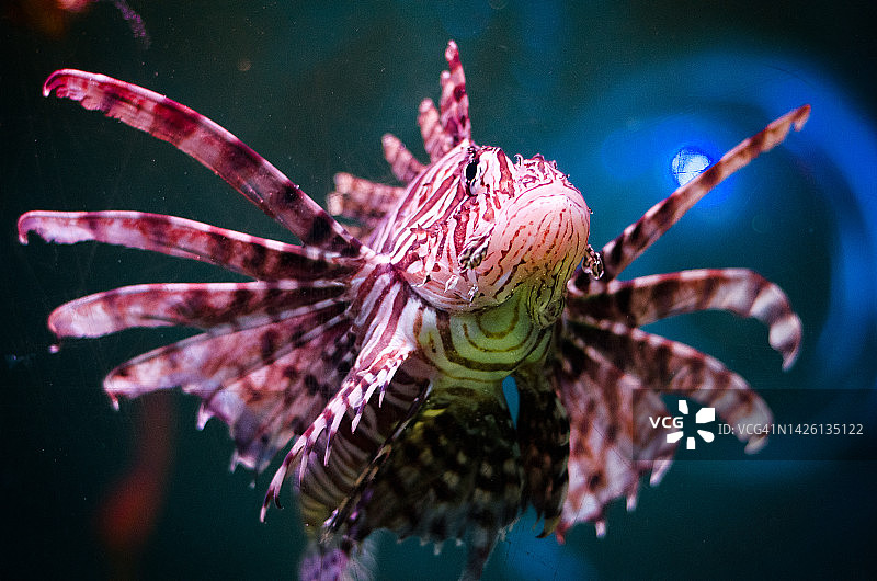 狮子鱼3图片素材