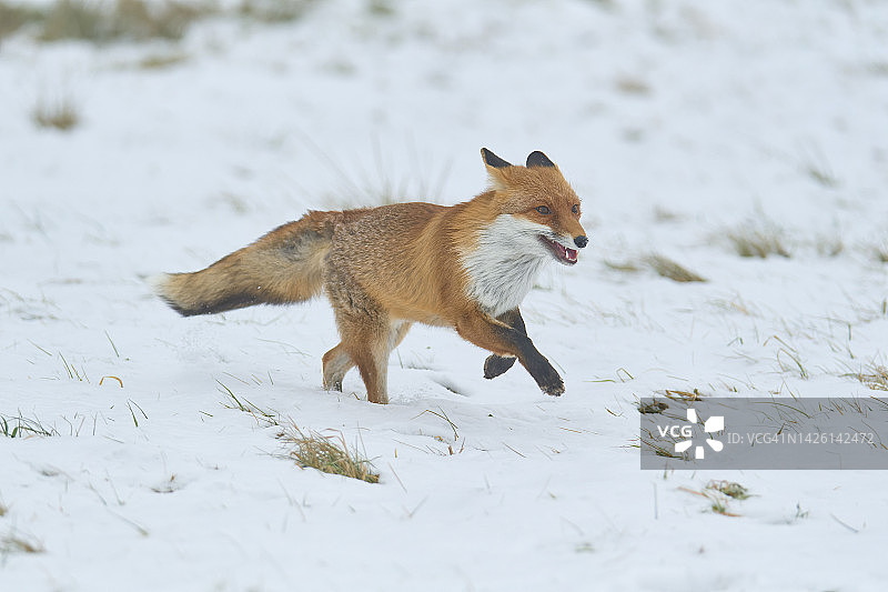 红狐在冬日草地上奔跑图片素材