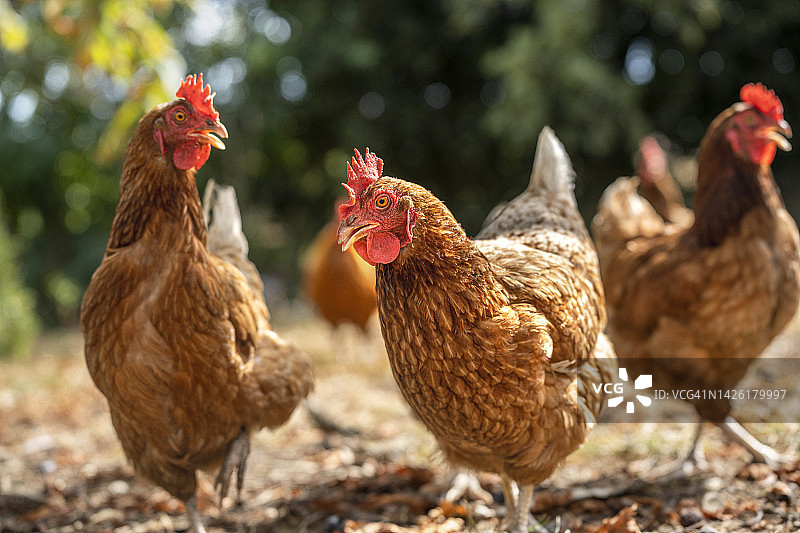 以适合物种的自由放养方式可持续饲养的鸡图片素材