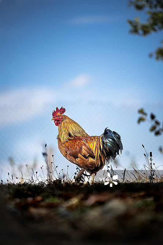 可持续散养的公鸡在黎明啼叫图片素材