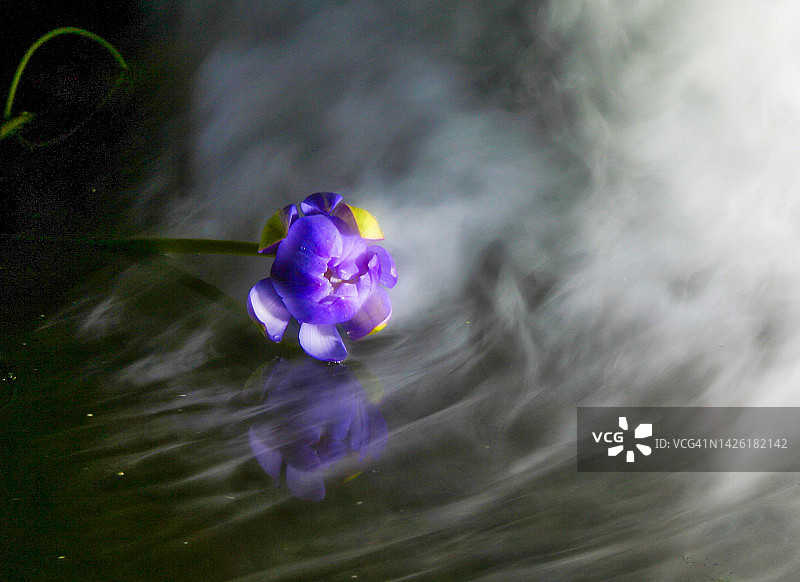 大清湖荷花村夜景荷花图片素材