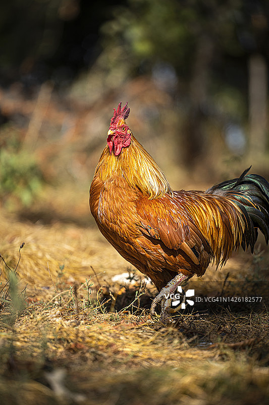 适当的畜牧业中的公鸡图片素材