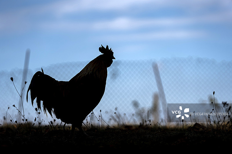 可持续散养的公鸡在黎明啼叫图片素材