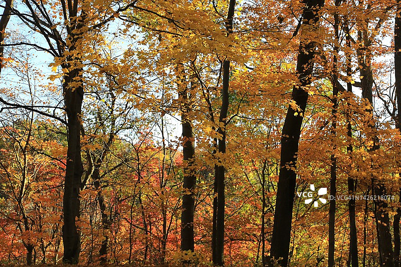 秋叶特写图片素材