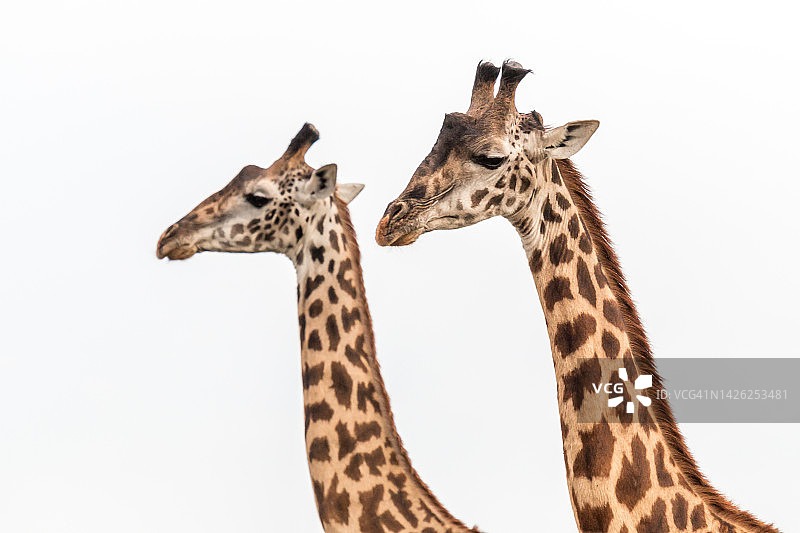 两只马赛长颈鹿的特写图片素材