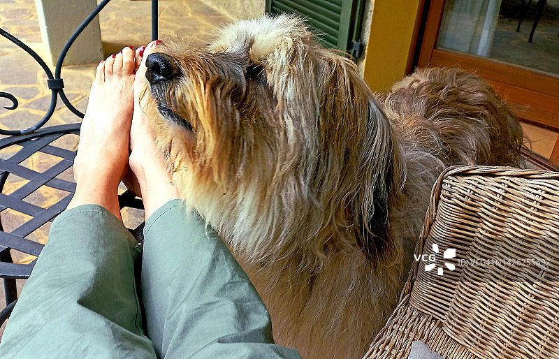 女人脚边的蓬松小狗头图片素材