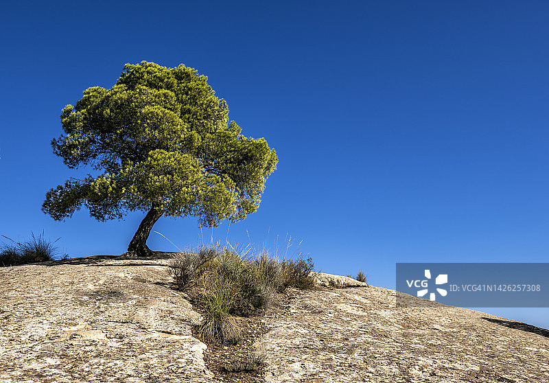 岩石顶部的树木山景图片素材