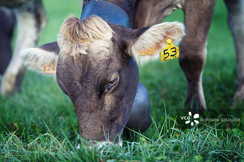 转场期间吃草并佩戴铃铛和黄色条形码耳标的奶牛图片素材