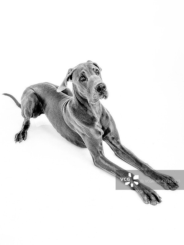 躺卧的大丹犬图片素材