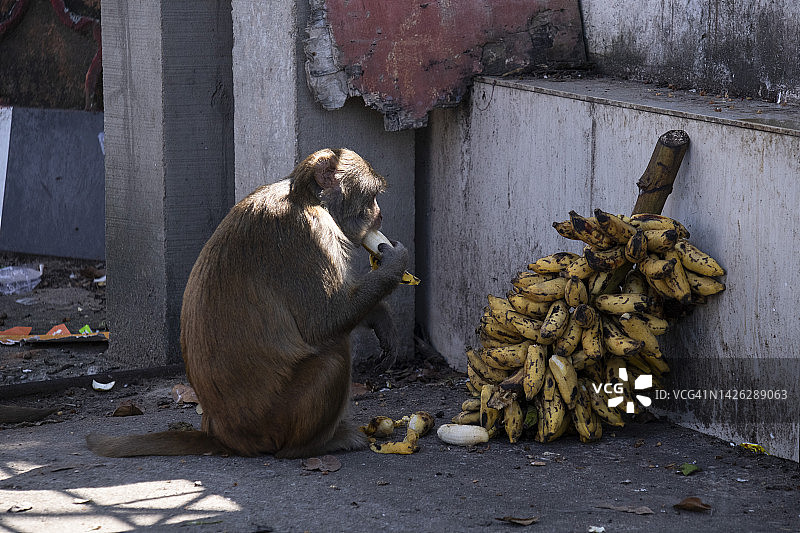 猴子吃香蕉图片素材