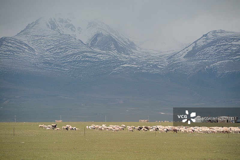 草原上的绵羊图片素材