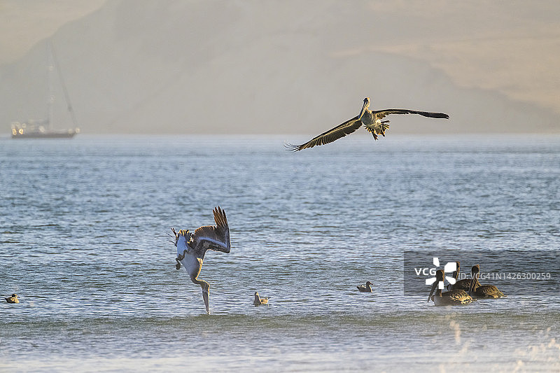褐鹈鹕(美洲鹈鹕)图片素材