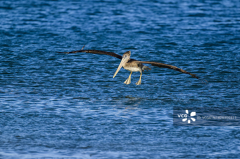 褐鹈鹕(美洲鹈鹕)图片素材