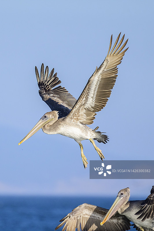 褐鹈鹕(美洲鹈鹕)图片素材