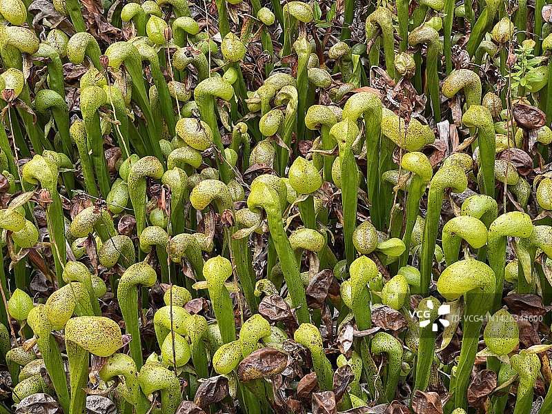 瓶子草，食虫植物，俄勒冈州弗洛伦斯图片素材