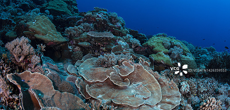 密克罗尼西亚帕劳的珊瑚礁图片素材