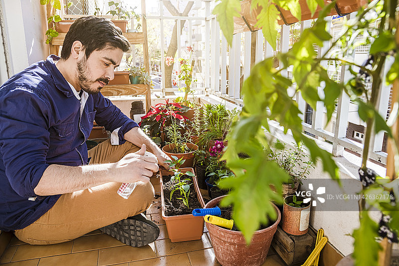 男子在阳台上种植辣椒幼苗图片素材
