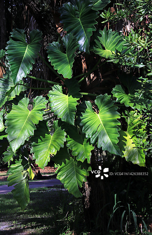 树上的大型绿萝叶图片素材